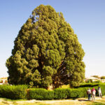 Abarkooh Ancient Cypress Tree
