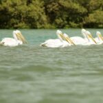 Birds in Hara (Mongrove) Forest