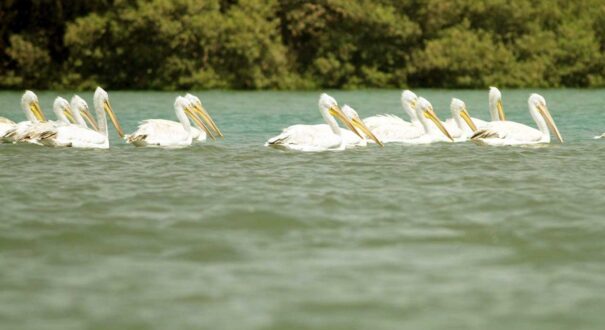 Birds in Hara (Mongrove) Forest