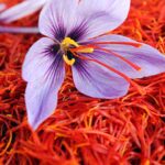 saffron farm in iran mashhad